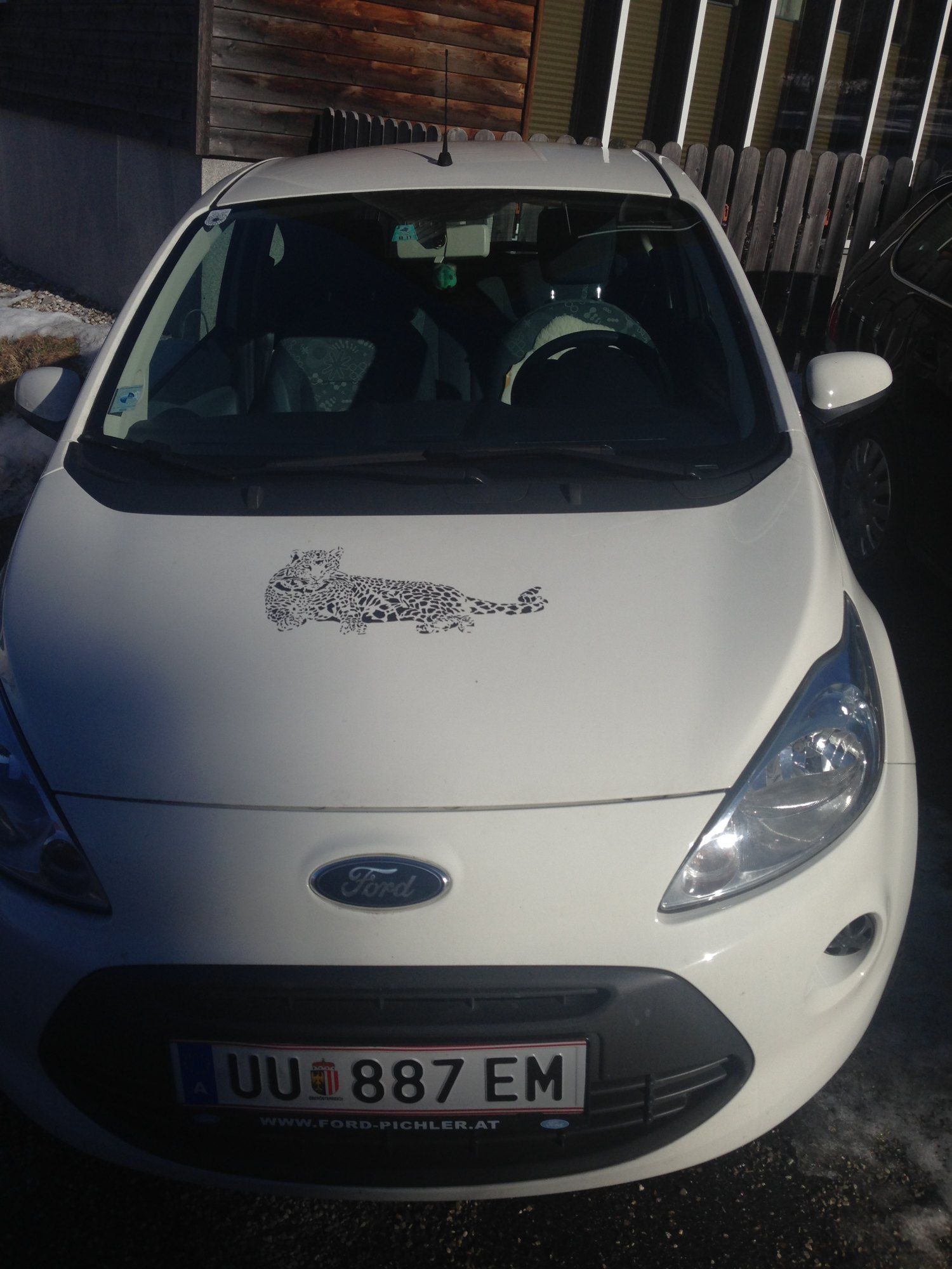 Ford Ka with a leopard – Eidenberg