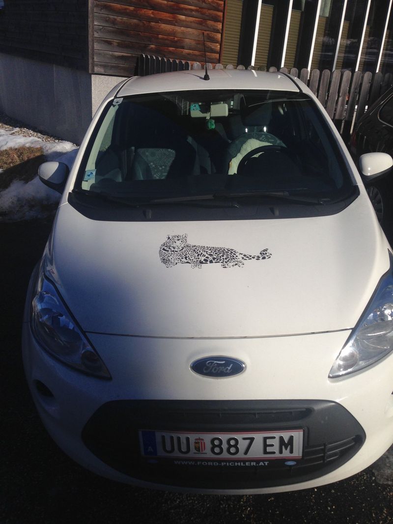 Ford Ka with a leopard – Eidenberg – 2