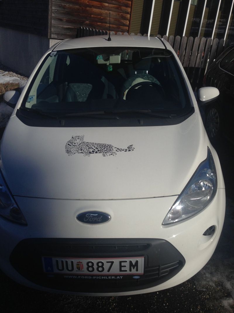 Ford Ka with a leopard – Eidenberg